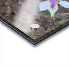 Fortnight Lily Flowers:  The Unfolding of African Iris in Earth’s Stillness Acrylic print