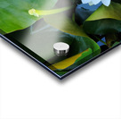 The Quiet Reveal: Beauty Beneath Acrylic print