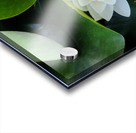 The Heart Within: Petals of Peace Acrylic print