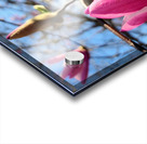 Buds of Hope and the Promise of Spring Acrylic print