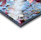 Spring Sun Worshipping Magnolia Acrylic print