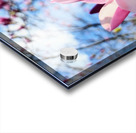 The Velvet Moment Between Bud and Bloom Acrylic print