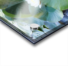 Hidden Beauty Water Lily Acrylic print