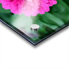 Common Zinnia with Uncommon Beauty Impression Acrylique