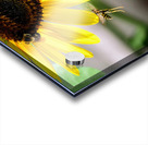 Dance of the Sunflower Spirits Impression Acrylique