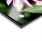 Coneflower and the Resting Wanderer Acrylic print