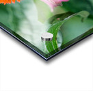 Stillness Amid the Spires of Echinacea Acrylic print