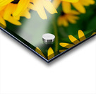 Black-Eyed Susans Dance Partner Acrylic print