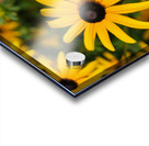 Golden Resilience: Black-Eyed Susan in Summer Bloom Acrylic print