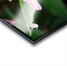 The Harmony of Pollination: Twin Bees on a Purple Coneflower Acrylic print