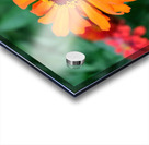 Orange You Royale King Zinnia Acrylic print