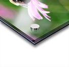 A Bumblebee’s Pause on Coneflower Acrylic print