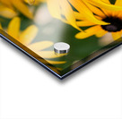 Bee One with Black-Eyed Susan Acrylic print