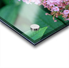 Just Bee Still In Fields of Pink Acrylic print