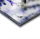 Lavender Towers and the Bee Acrylic print