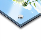 Bloom of the Dark Sun Flower Acrylic print