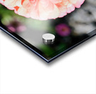 Sun Soaked Pink Zinnia Impression Acrylique