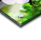 Bee Drowning in Pollen  Impression Acrylique