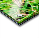 Buttery Butterfly as Omen of Calm Acrylic print