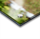 A Butterfly’s Pause Amid Sunfire Blooms Acrylic print