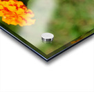 Bright Labors: Beneath the Fire of Petals Impression Acrylique