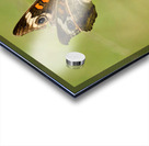 Buckeye Butterfly: Stillness Between Wingbeats Acrylic print