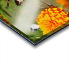 In Bloom and Flight: A Conversation in Color Impression Acrylique