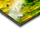 Yellow Wool Flower: Fields of Fire and Flight Acrylic print