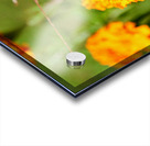 Buckeye Butterfly on Marigold: The Secret Life of Wings and Petals Impression Acrylique