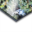 Acorn Awakening Acrylic print