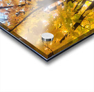 Golden Hour Tree Time: Crowned by Fall Acrylic print