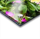 Vibrant Garden Bloom – Colorful Flower Close-Up with Lush Greenery-1 Acrylic print