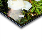 White Rose: Porcelain Breeze Acrylic print