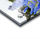 Whispers in Ultramarine Acrylic print