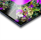 Rock Purslane: Pulse of the Desert Bloom Acrylic print