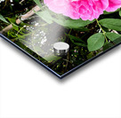 Wild Grace: The Rugosa Bloom Acrylic print