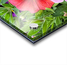 Duet in Full Color Acrylic print