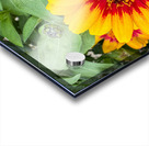 Solflare Echo Acrylic print