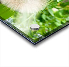 The Last Wishkeeper: Holding Dreams Before the Wind Acrylic print