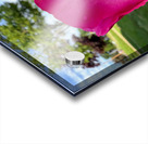 The Blush Before the Bloom Acrylic print