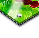 Jewels of the Canopy: The Hidden Orchard Crown Acrylic print