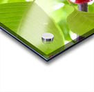 Ripened Silence: Cherries in the Suns Embrace Acrylic print