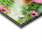 Echinacea Ensemble Acrylic print