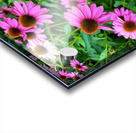 Field of Echinacea Dreams Acrylic print