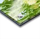 Nature’s Bristle Crown Acrylic print