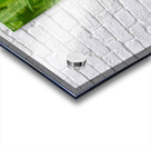 Teasel Crownwork Acrylic print