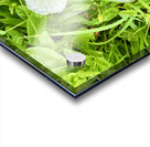 Bindweed Blossoms in the Grass Acrylic print