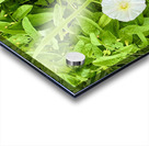 Clustered Bindweed Flowers Acrylic print