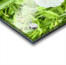 One Wild Bloom : Bindweed Focus Acrylic print