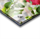 IMG 9953 Acrylic print